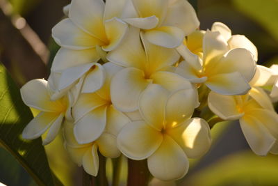 Close-up of yellow flowers