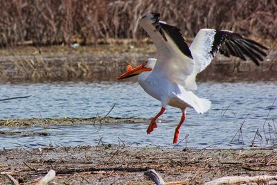 Bird flying over water