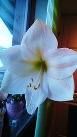 Close-up of flower vase