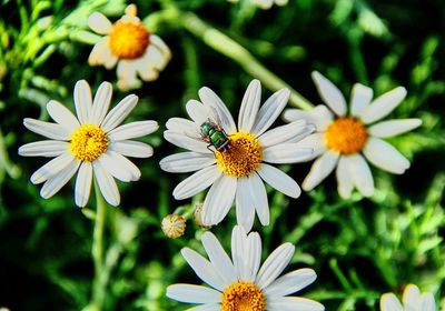 Close-up of bee on flowers