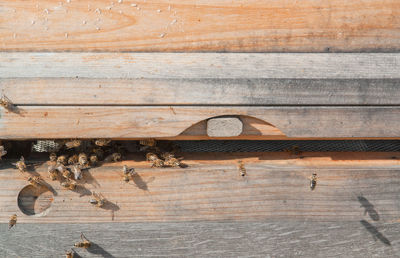 Full frame shot of wooden wall