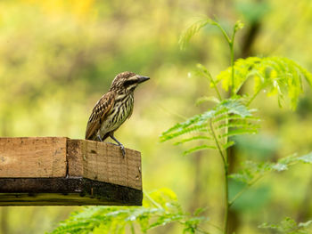 Close-up of bird perching on plant