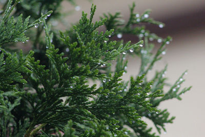 Close-up of wet tree