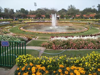 Scenic view of flowering plants in park