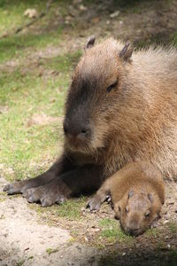 Close-up of capybare with baby relaxing on field