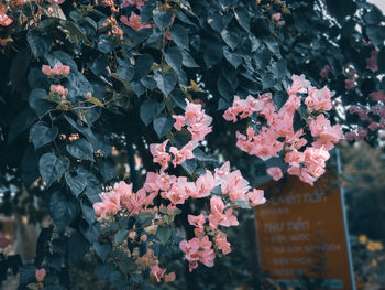 Close-up of flowering plant