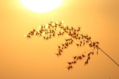 Close-up of yellow flowers against sky at sunset