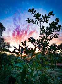 Low angle view of silhouette trees against sky during sunset