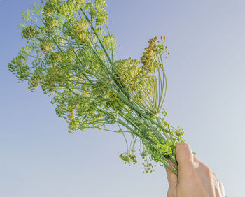 Person holding plant against sky