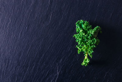 Green leaf of natural vegetable isolated on stone