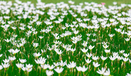 Close-up of white flowering plants on land