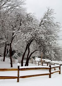 Snow covered trees in park