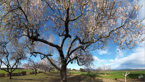 Bare trees against sky