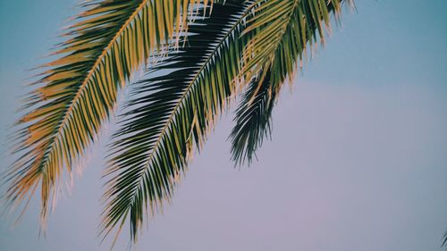 Low angle view of palm tree against clear sky