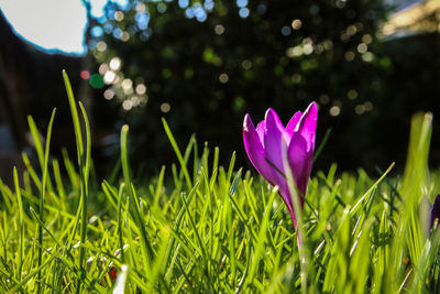 Close-up of pink crocus flowers on land