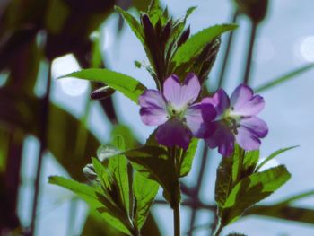 Close-up of flowers