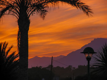 Silhouette trees against orange sky