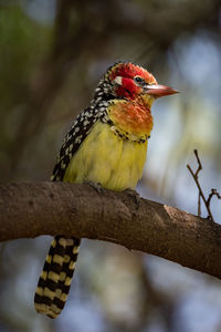 Close-up of bird perching on branch