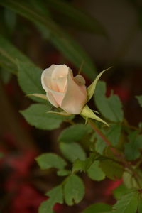 Close-up of rose plant