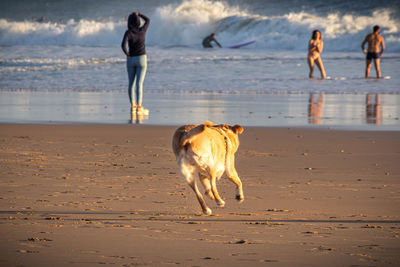 Full length of a dog walking on beach