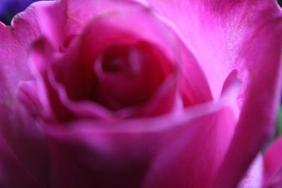 Close-up of pink rose