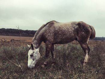 Horse grazing on landscape