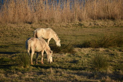 Horse grazing in a field