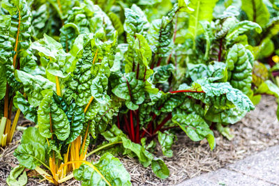 Close-up of plants growing in farm