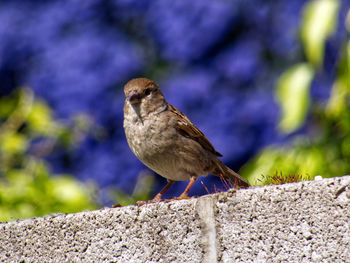 Close-up of bird perching on retaining wall