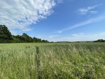 Scenic view of field against sky