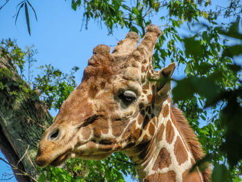 Close-up portrait of giraffe against trees