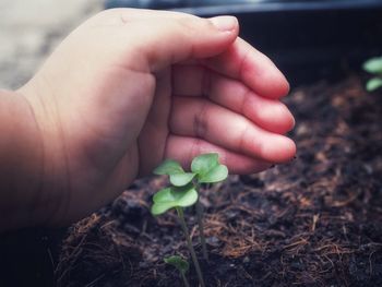 Cropped hand covering plant on field