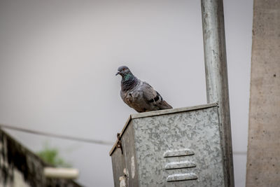 Bird perching on a wall