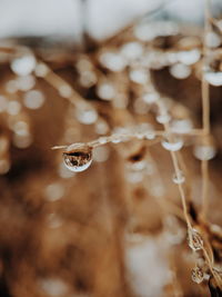 Close-up of wet plant during winter