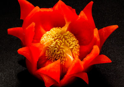 Close-up of orange flowers blooming outdoors