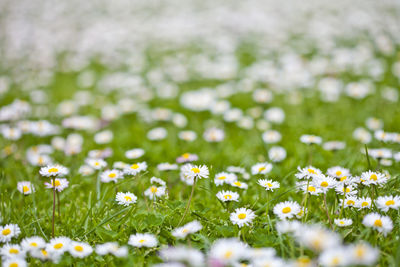 Close-up of white flowering plants on field