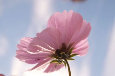 Close-up of pink flower blooming outdoors