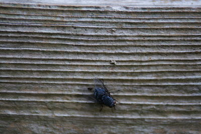 Full frame shot of bird on wall