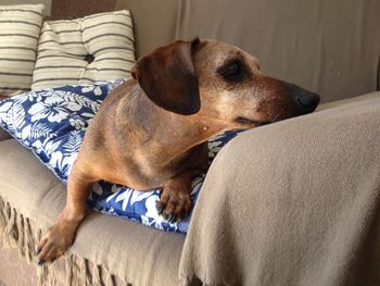 Close-up of dog relaxing on sofa at home