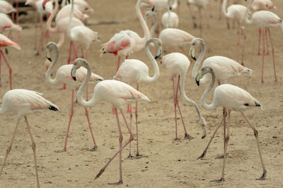 Flock of birds on land