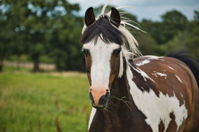 Close-up of a horse on field