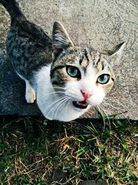 Close-up portrait of tabby cat