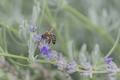 Close-up of bee pollinating on purple flower