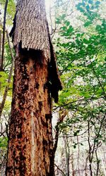 Low angle view of tree trunk