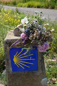 Close-up of purple flowering plants on field