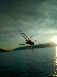 Close-up of spider on web