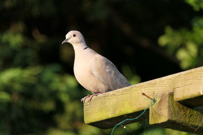 Close-up of bird perching on a tree