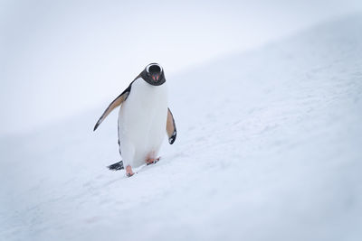 Gentoo penguin