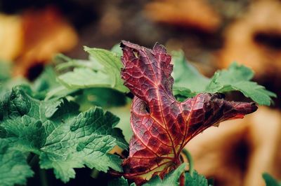 Close-up of plant leaves during autumn