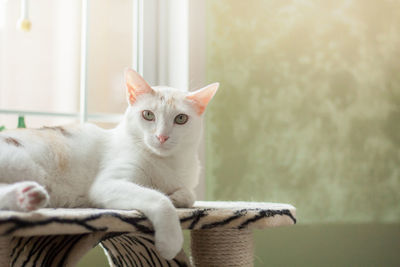 Portrait of cat sitting on floor at home